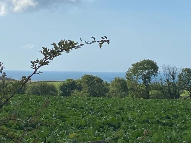 Elidyr Cottage - 3 Bedroom Cottage - Amroth Extérieur photo